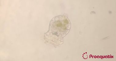 LIVE Rotifers: 1 Million Rotifers