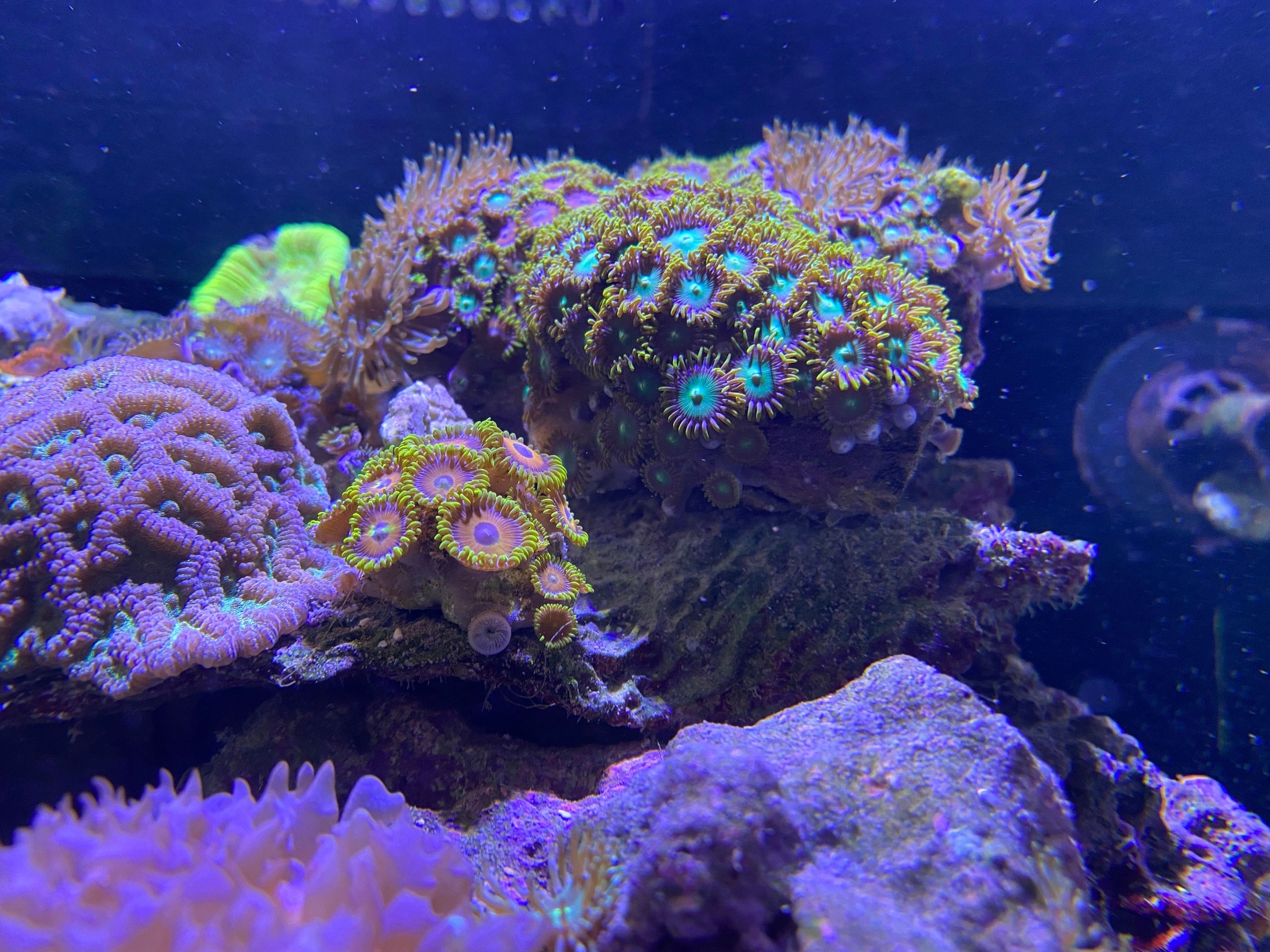 Coral Reef Tampa, LLC