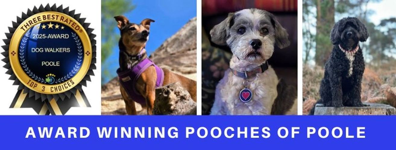 Award winning dog walker - day care and overnight - poole dorset.  Best in Poole