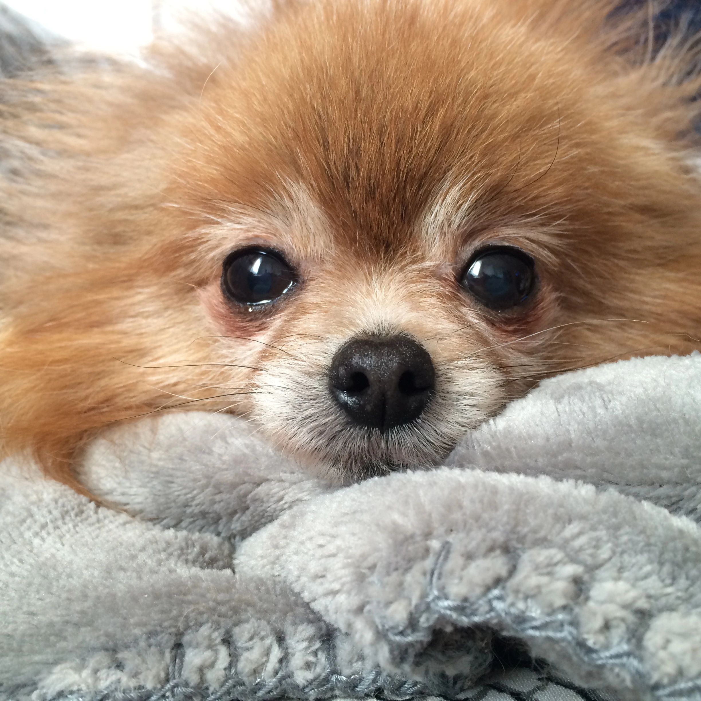 Southern California Pomeranian Rescue