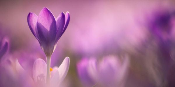 A close-up of a purple crocus flower with a soft, blurred background.