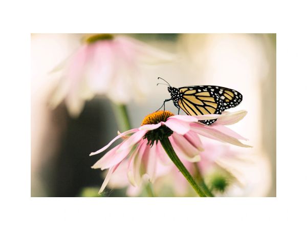 Monarch butterfly perched on a pink daisy flower.