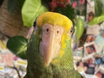 Close-up of a green and yellow parrot facing the camera.