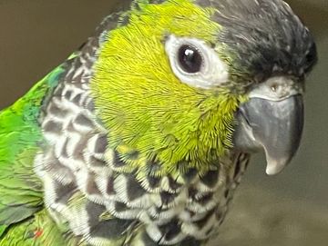 Close-up of a colorful parrot with green and yellow feathers.
