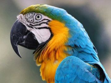 Close-up of a vibrant blue and yellow macaw parrot.
