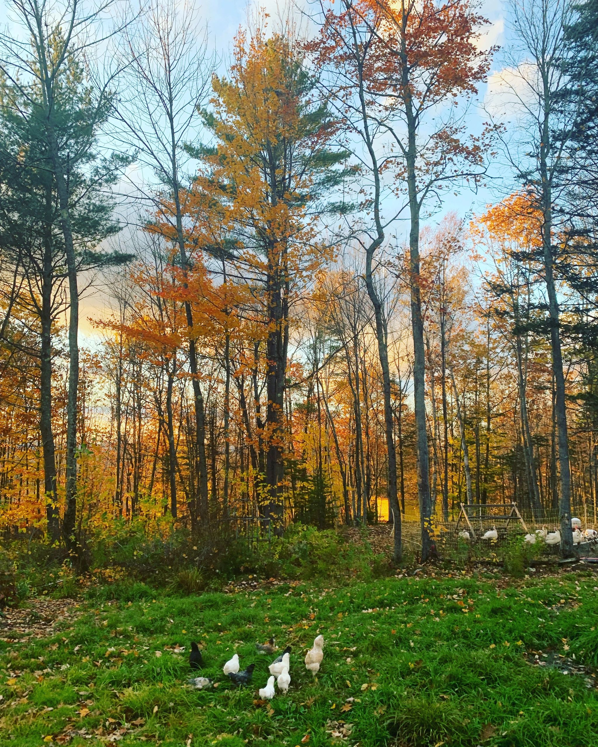 Picnic Hill Farm, Bethel Maine