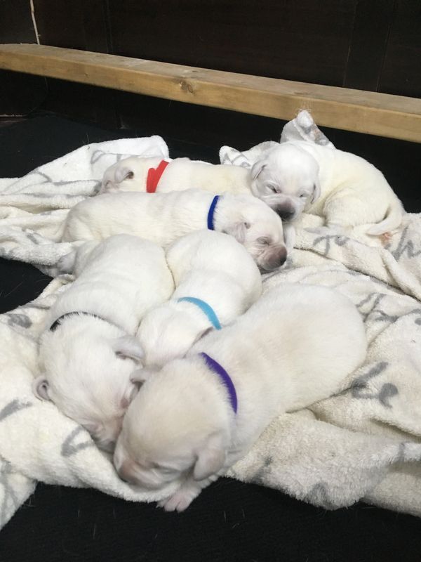 Labradors Des Neiges Chiots Labradors