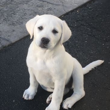 Blanc Chien Labrador Bebe Great Dog Beds