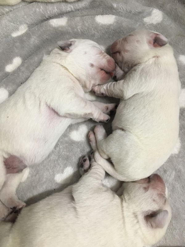 Labradors Des Neiges Chiots Labradors