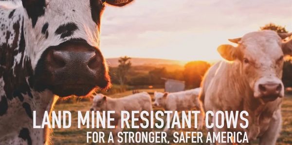 Cows in a field promoting land mine resistance for safety.