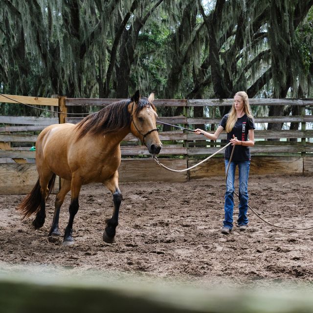 Chris Boyer working a colt in the round pen