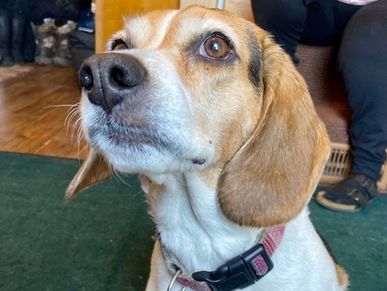 Pretty beagle