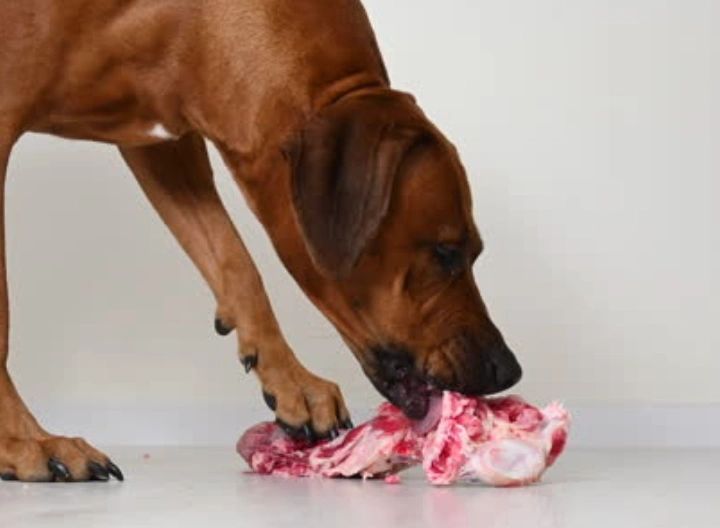 can dogs digest pork bones