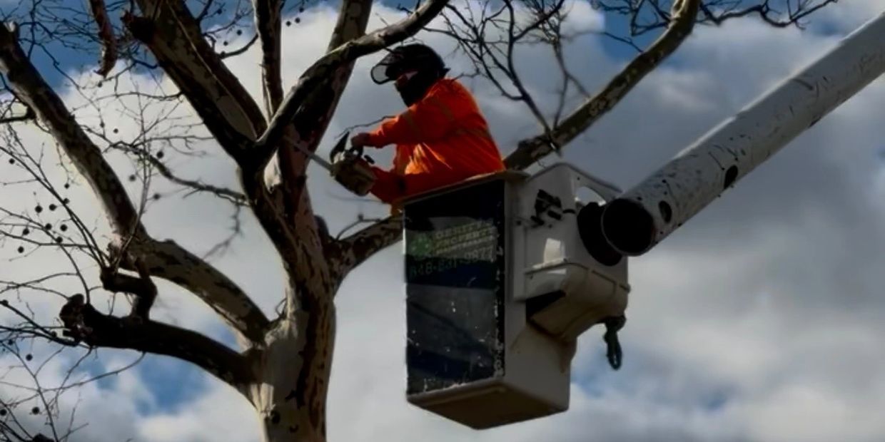 Worker trimming tree branches using a chainsaw from a lift bucket.