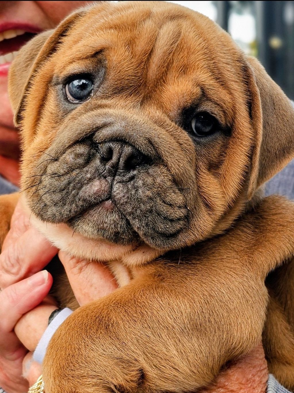 Sullivan Ray our rare little blue fawn boy co owned with a fantasticthat will be a future stud 