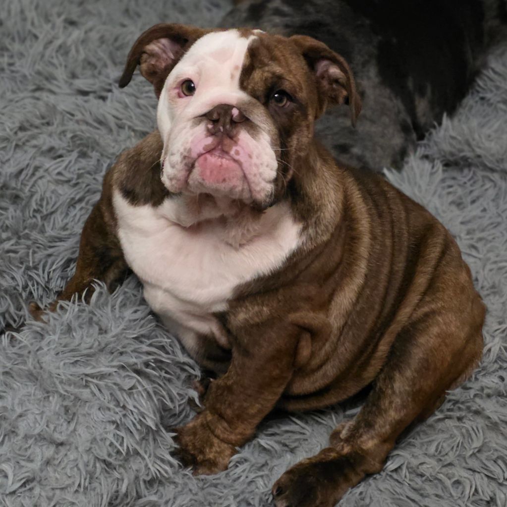 Eve-E ♡Diego and Luna Daughter
Chocolate and white Brindle