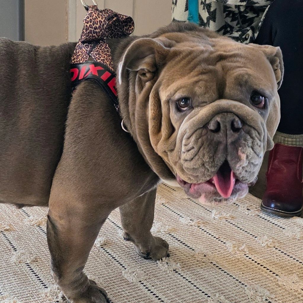 Dixi Rose
Beautiful Blue Seal