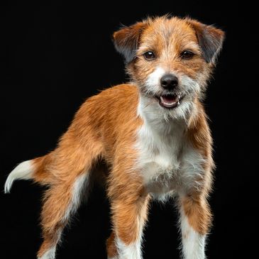 A happy brown and white dog with a fluffy coat on a black background.