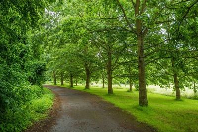  green Forest