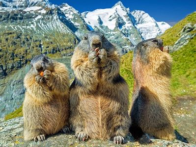 Test - Punto – Plateau Marmots