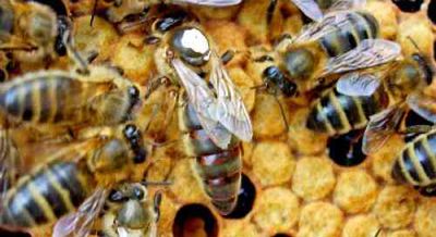 Queen Bee