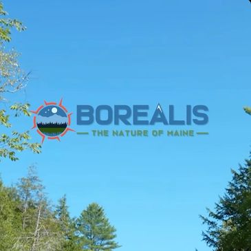 Borealis on MPBN