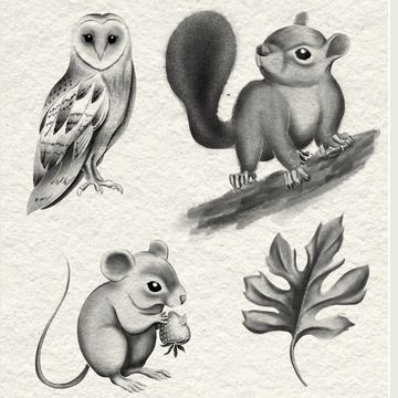 Black and white sketches of an owl, squirrel, mouse, and oak leaf.