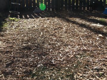 Sunlit garden bed covered with mulch and fallen leaves.