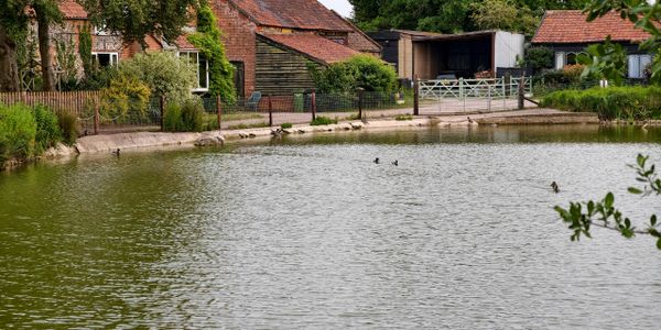A peaceful pond with ducks near rustic houses and greenery.