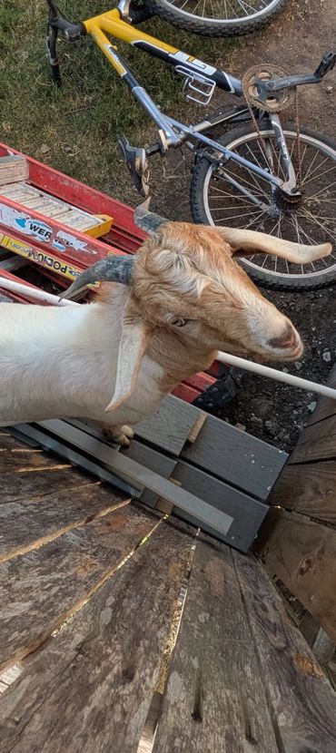 Goat looking up toward top of fence line