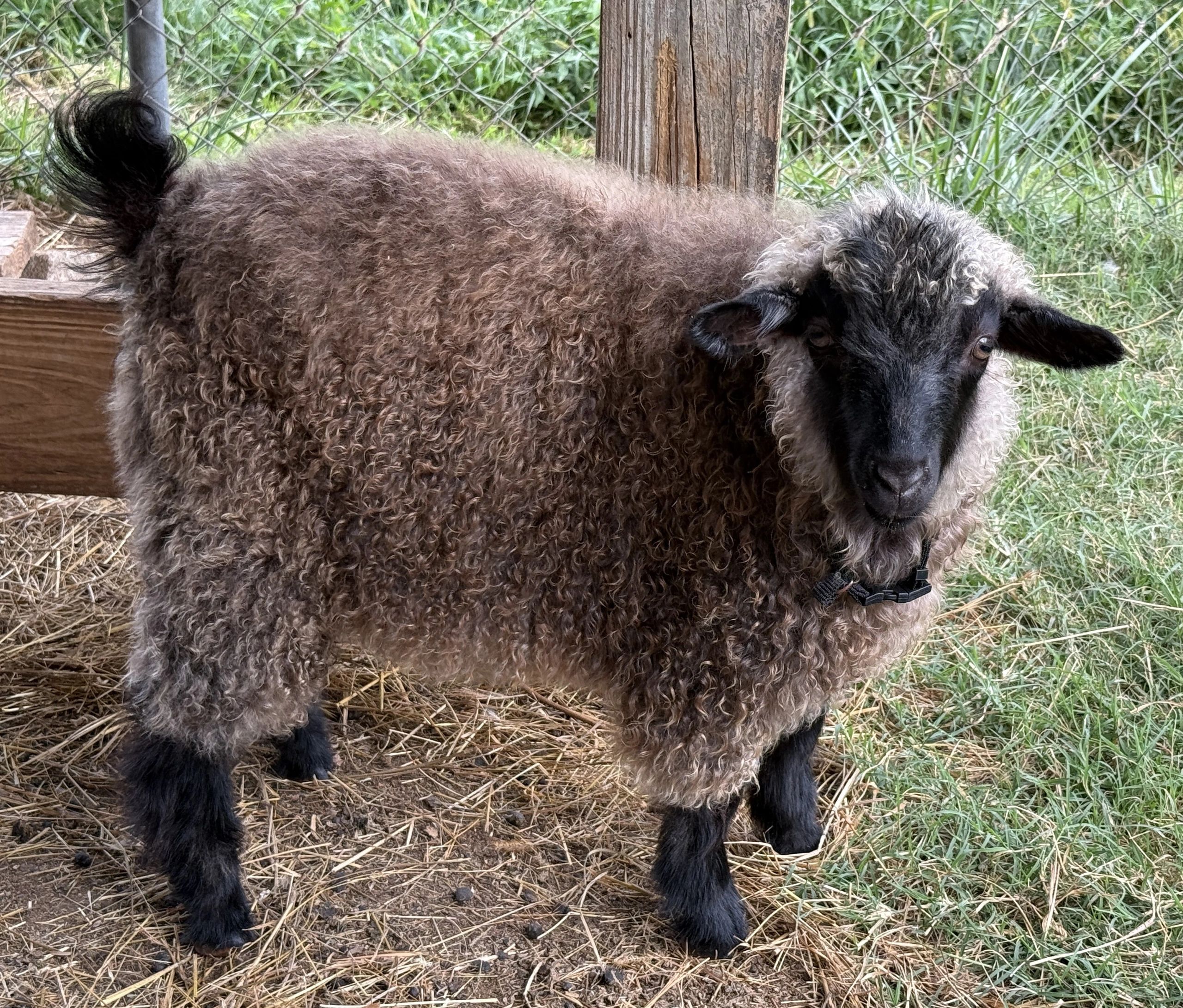 Pygora Buck for Sale