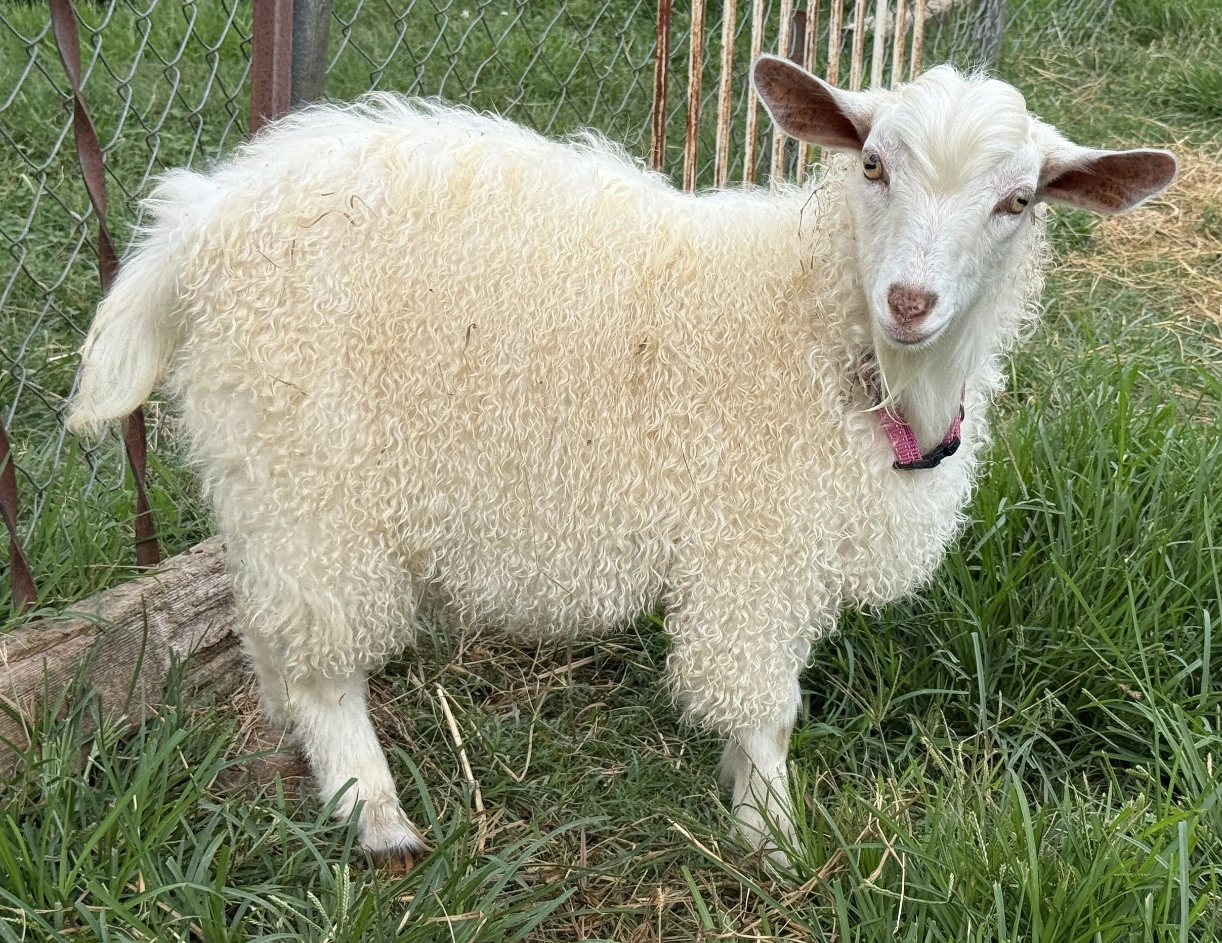 Pygora Buck for Sale