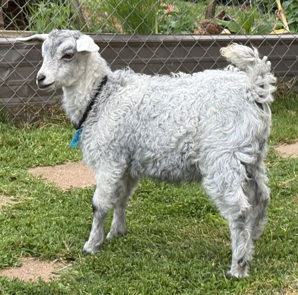 Pygora Goat Buck for Sale