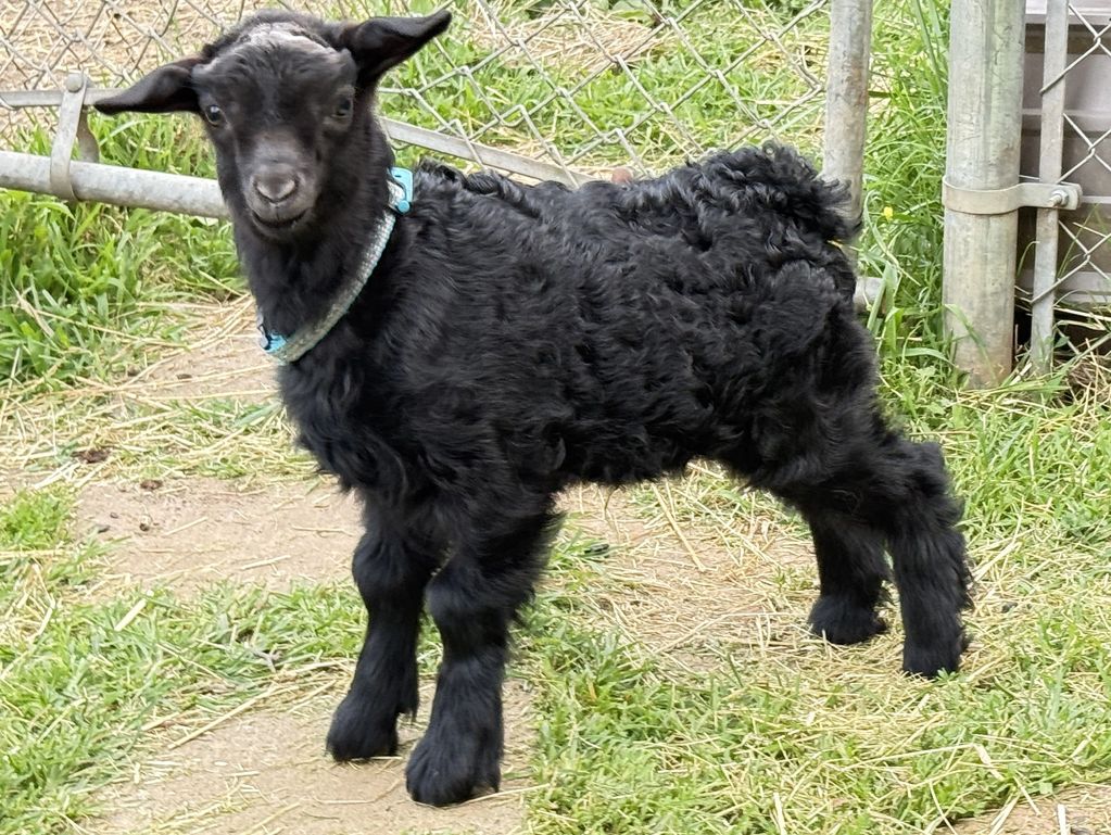 Pygora Buck Goat for Sale