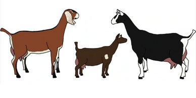 Goat Milk (available May, 2025)
Goat MilkSoap
Goat MilkLotions