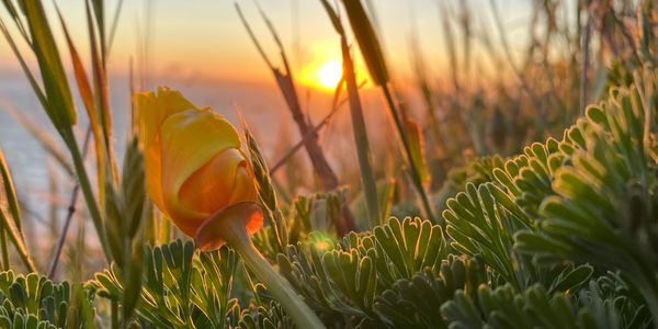 California poppy hiding from the wind