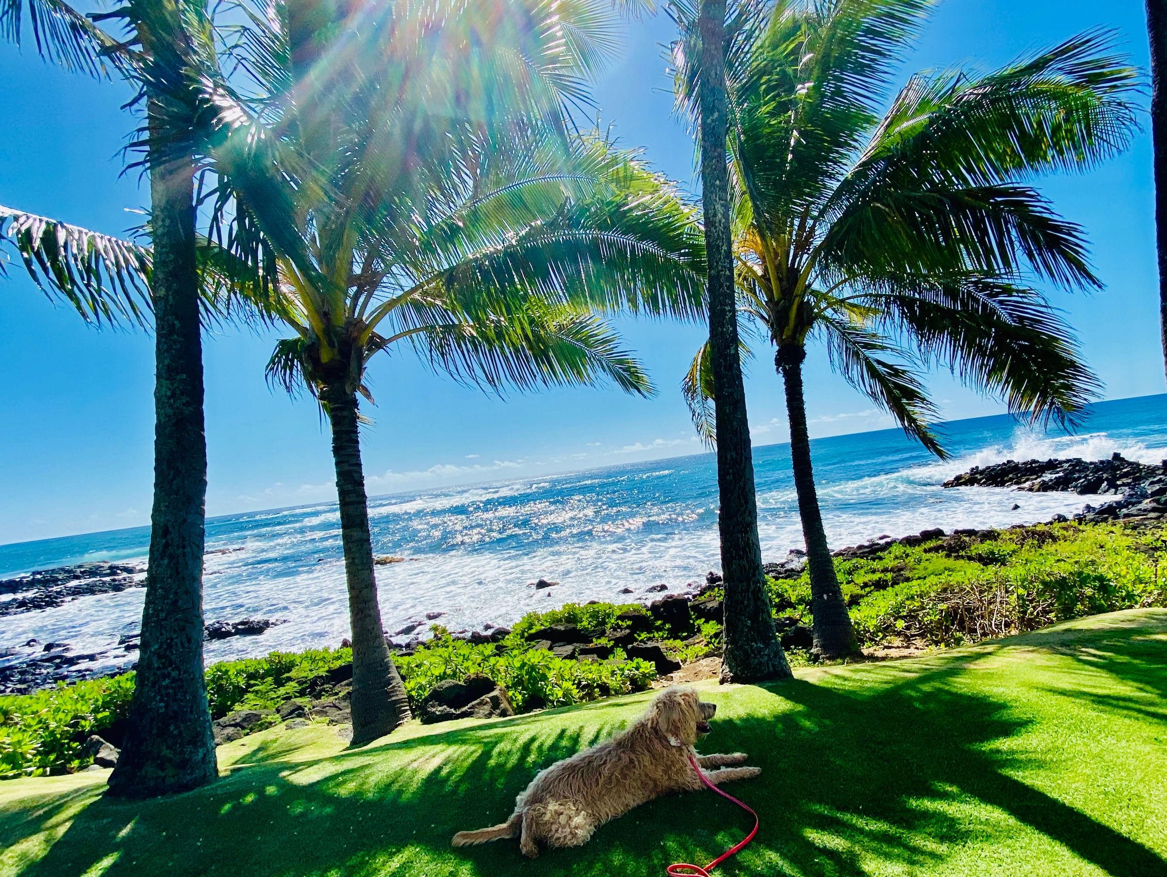 My Super fun morning yoga classes at the beautiful Koloa Landing Resort!  Drop ins are welcome 🧘‍♀️✨. See my website for more details! - Picture of Kauai  Yoga with Joy - Tripadvisor