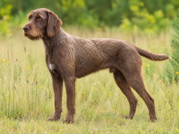 Brown wire-haired dog standing in grass.