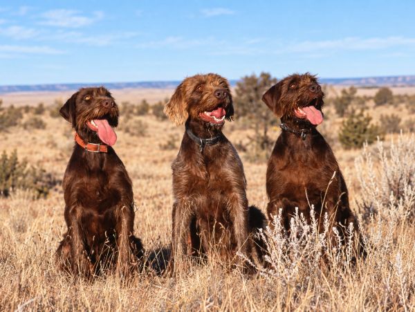 Three brown dogs sitting in a dry grass field with tongues out.