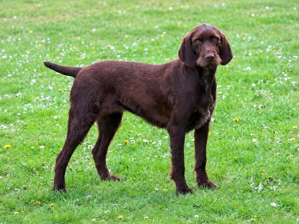 A brown dog standing on grass.