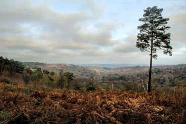 Devil's Punchbowl, Hindhead, Surrey, Autumn