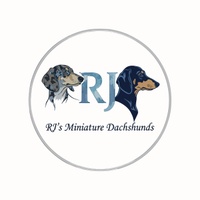 RJ's Miniature Dachshunds