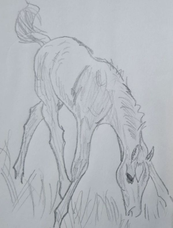 Pencil sketch of a horse grazing.