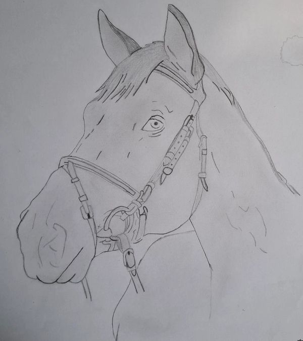 Pencil sketch of a horse's head with bridle.