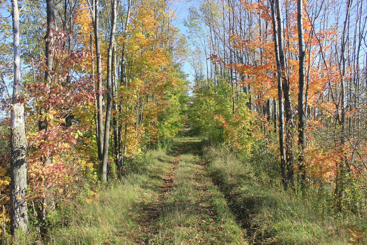 Path through colorful autumn forest.