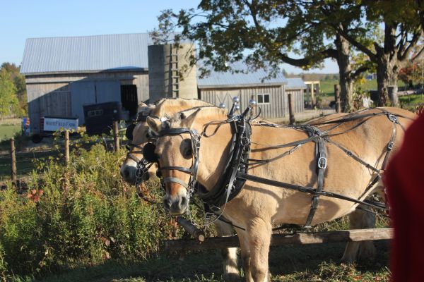 Two horses harnessed on a farm.