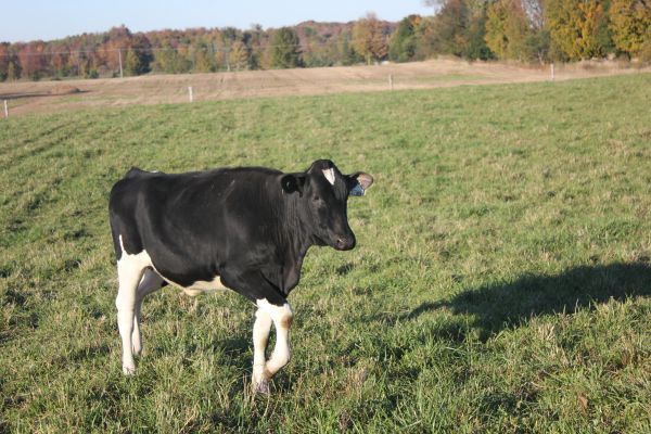 Black and white cow standing in a grassy field.
