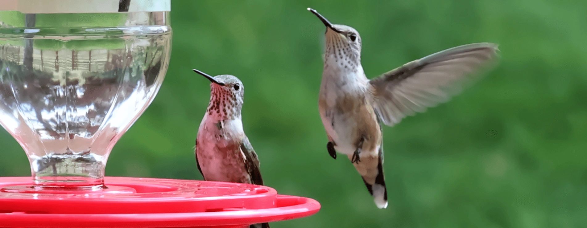 Hummingbird Feeders BeeProof Hummingbird Feeders