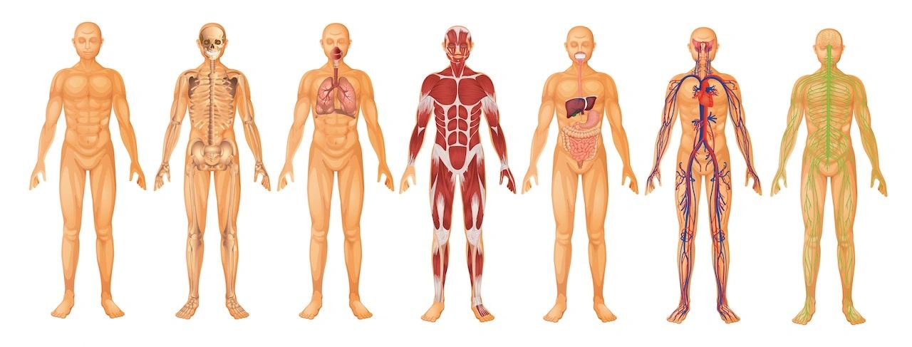 Модель строения тел. Системы организма человека анатомия. Анатомическая системы человека.