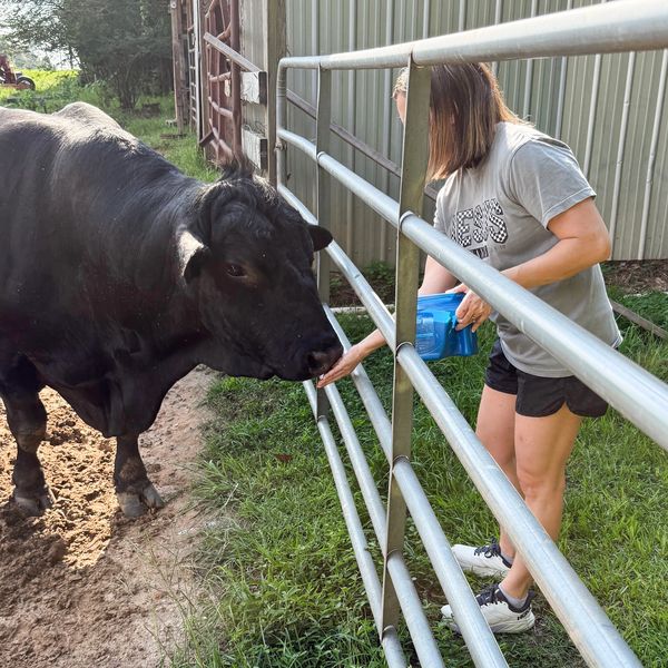 A woman feeding a black cow through a metal fence on a farm.